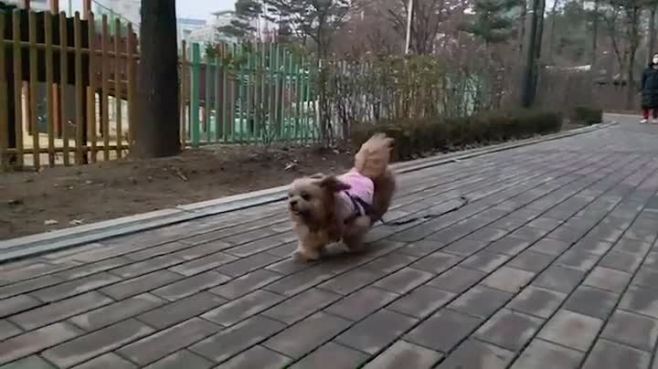 The dog running to mom