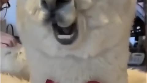 Cat playing funny video