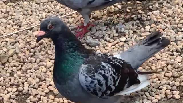 Grey dove