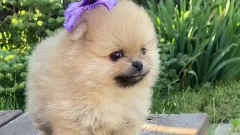 Cutee puppy 🐕