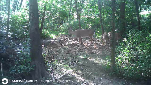 Backyard Trail Cam - Doe and Fawns