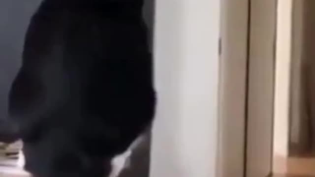 2021 Get off my spot! Funny cat and doggy compilation best video off the year ####