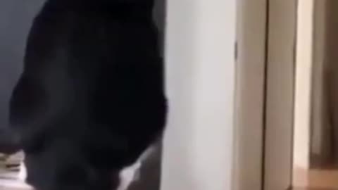 2021 Get off my spot! Funny cat and doggy compilation best video off the year ####