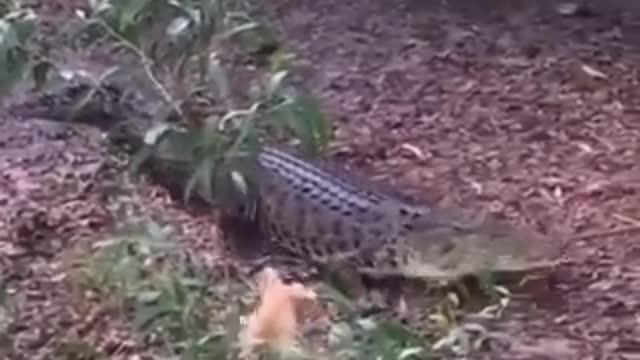 little dog Vs crocodile