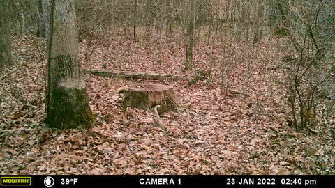 Red fox