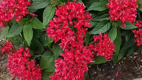 red flowers