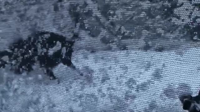 Black dog playing on blue snow covered trampoline