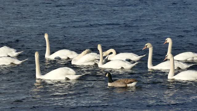 swans video | engage with nature with beautiful sound | Be Calm