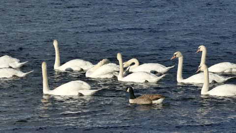 swans video | engage with nature with beautiful sound | Be Calm