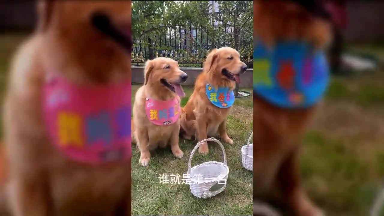 best funny dog videos try not to laugh