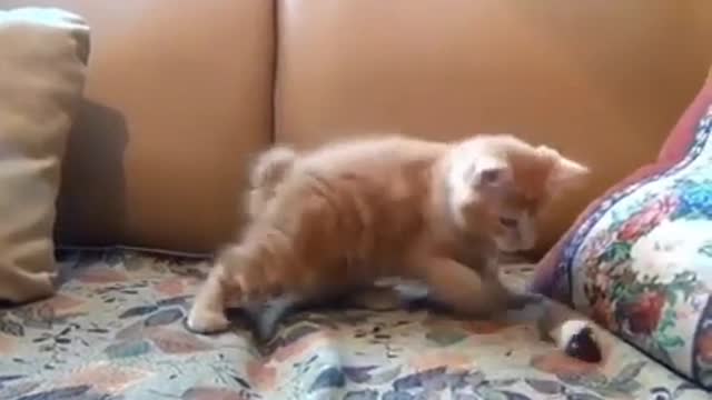 Viral video#Cat is trying to remove cap