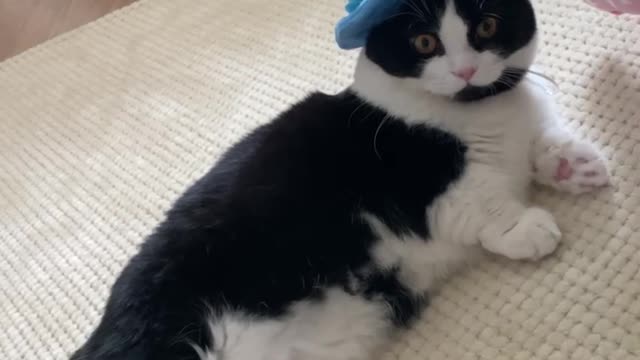 Cat robot that breaks down when wearing a hat