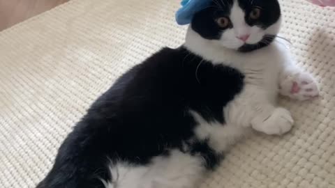 Cat robot that breaks down when wearing a hat