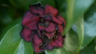 Marymae_natureandart Photography