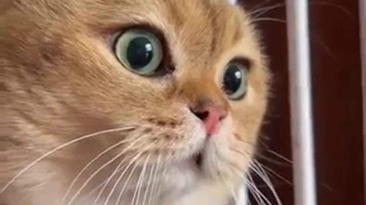 funny cat videos 2024 | funny cats 🦴