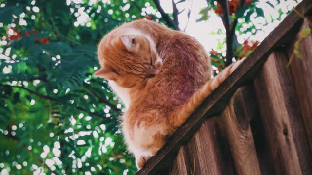 A cat licking her body