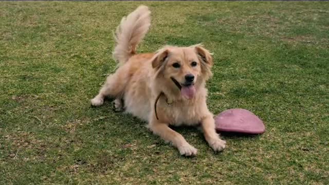 A dog resting on the grass next to a dog toy