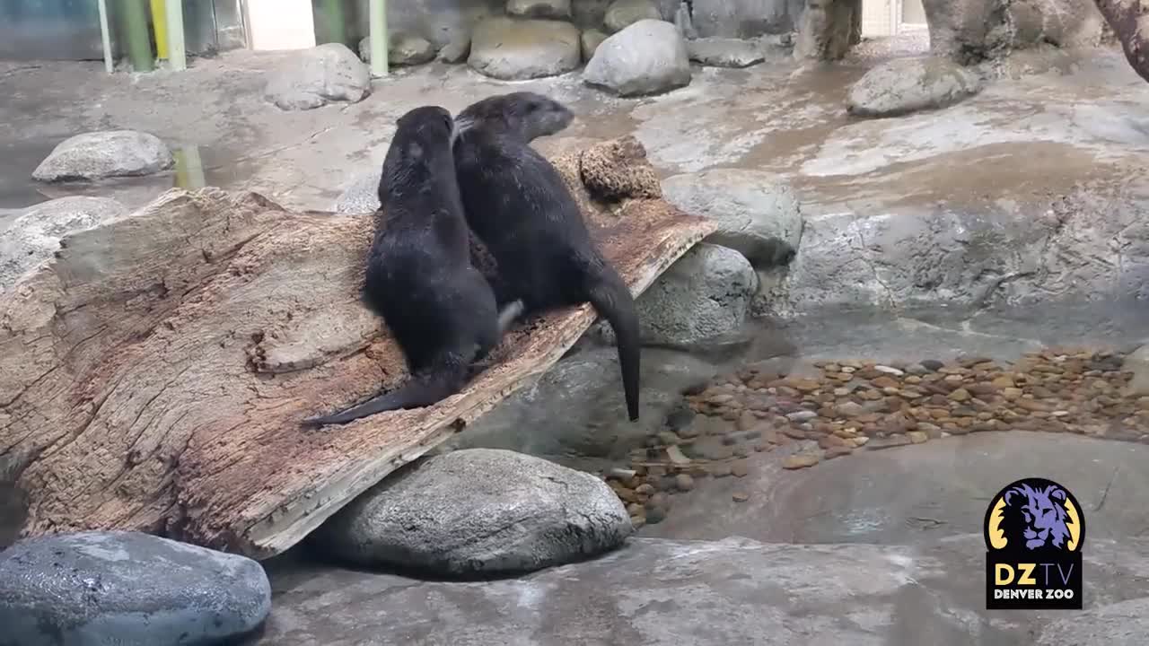 Asian Small Clawed Otters Pintar and Bu Get to Know Each Other