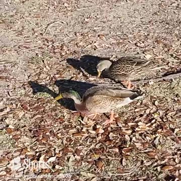 Ducks Eating Breakfast 2