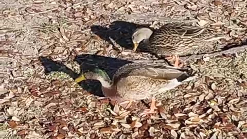 Ducks Eating Breakfast 2