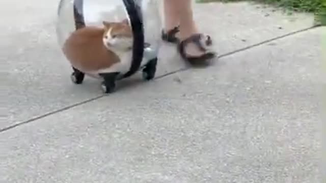 Adventures - Travel Transparent CAT trolley bag on wheels DAILY 🐶 ANIMALS 😻 SH