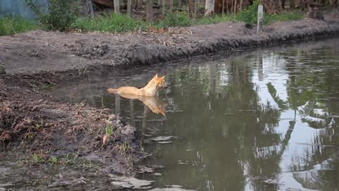 Dog taking a bath resting on the top of the river cute dog