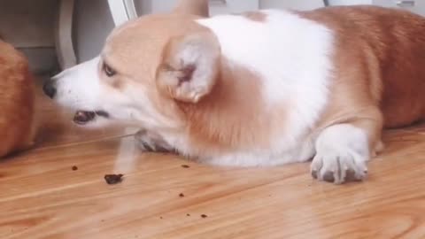 Can't stop laughing animals cats and dogs🐈😺 Cute #90💋🥺