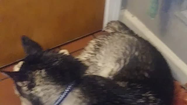 Husky Puppy VS. the Blow Dryer!