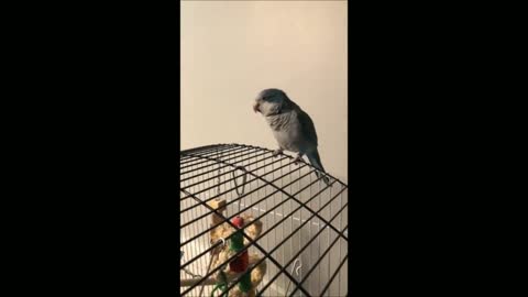 My parrot talked first time and it said 'I'm soo cute"