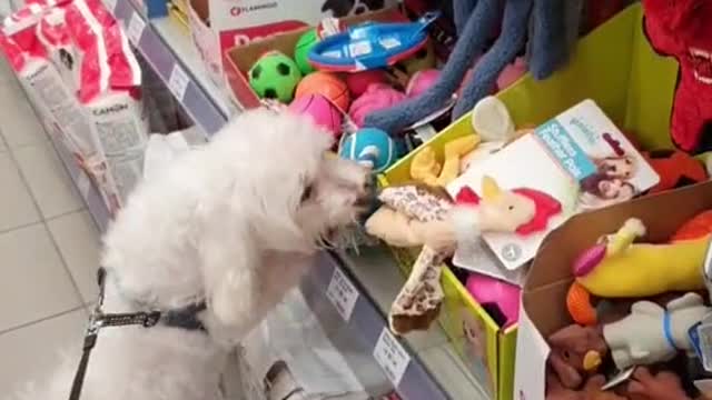 little dog shopping