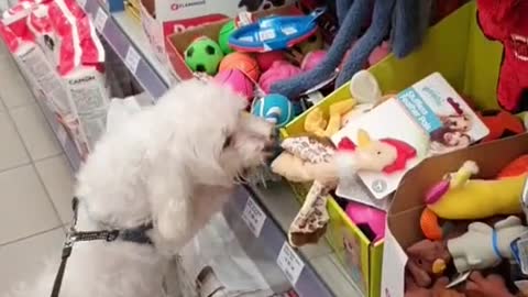 little dog shopping