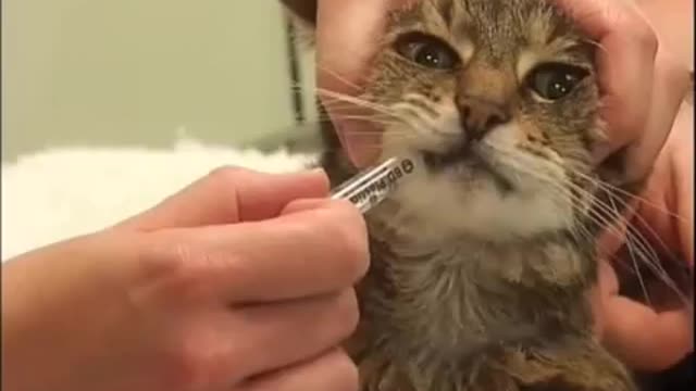 How to give a cat a pill 😼 trick