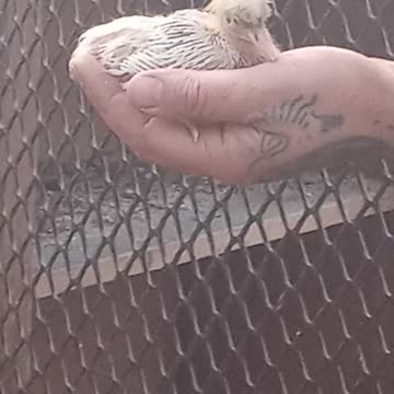 Flock it Farm baby pigeon #3