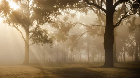 Sunrise Sunbeams Trees Woods Forest Fog Lands HQ