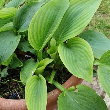 Hostas plant