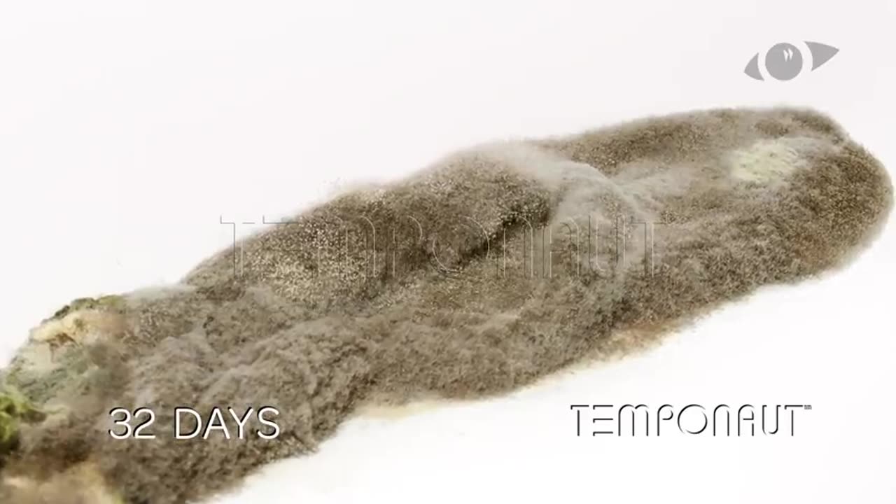 Time Lapse Cucumber