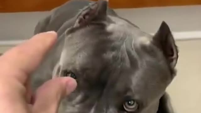 Funny Pitbull Dog