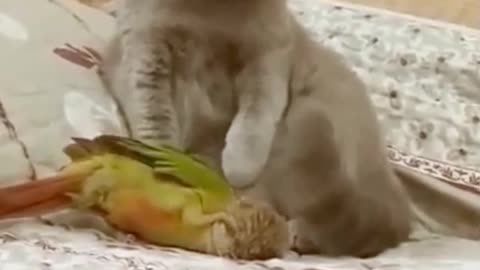 Cute Cat and Parrot are Playing