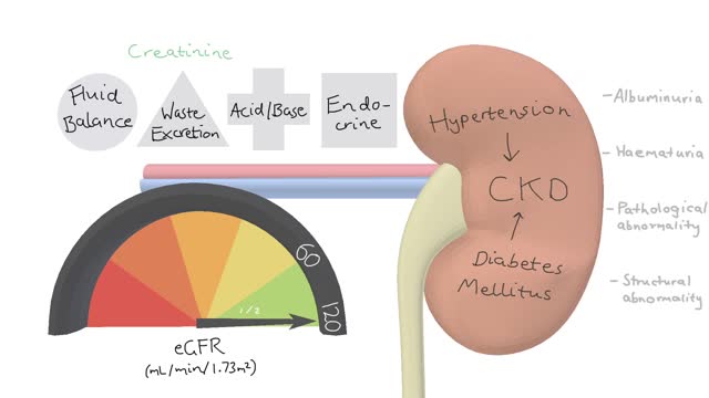 Chronic Kidney Disease ( CDK) Symptoms, Causes, Investigations