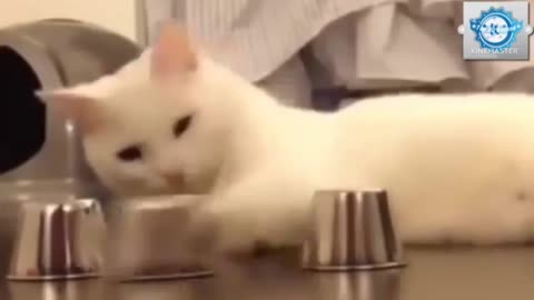 Playing with smart cats