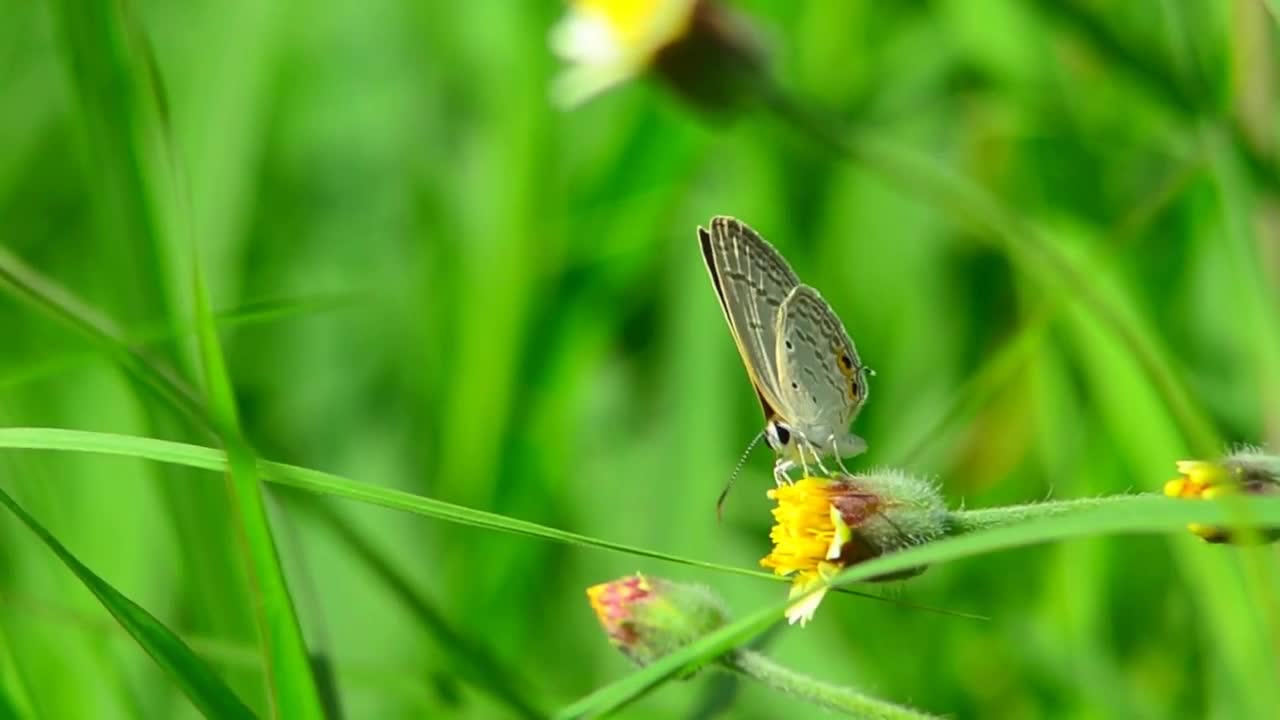 A beautiful and amazing butterfly collecting pollen from the plant