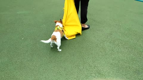 Dog puppy rug sledding with a towel