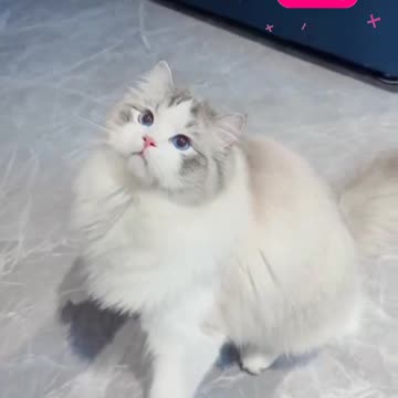 Beautiful cat video