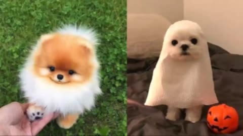 Cute Puppies 2021 😙🐶😘 A Cute Puppy Compilation Videos 2021