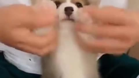 Adorable puppy learning to dance