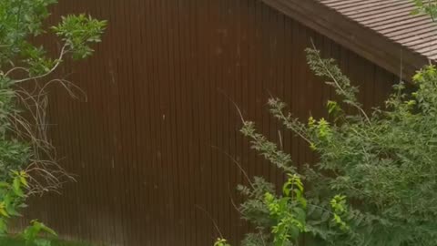 long beak on the roof