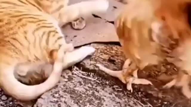 Cat 🐈 & funny video