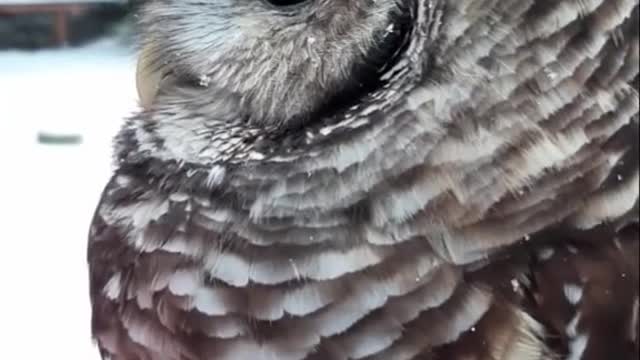 owl#snow