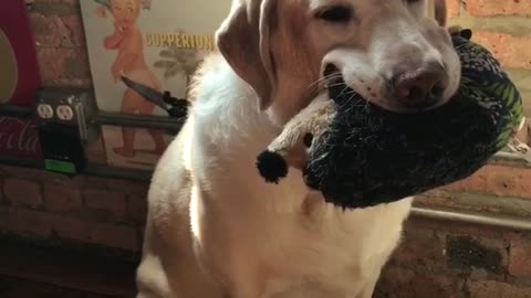 Derpy dog holds toy zoom in