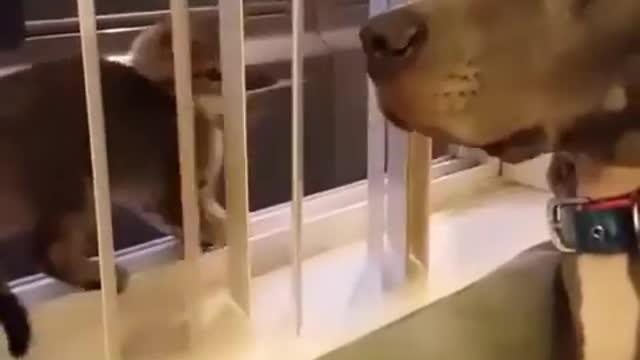 This Dog Has The Funniest Reaction When It's Touched By A Cat. Literally!